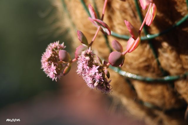 sedum sieboldi